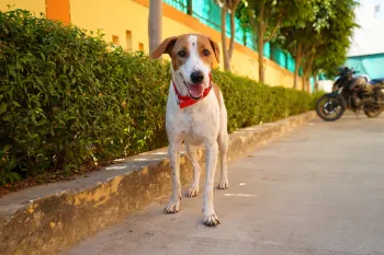 Dog in Lucknow, India